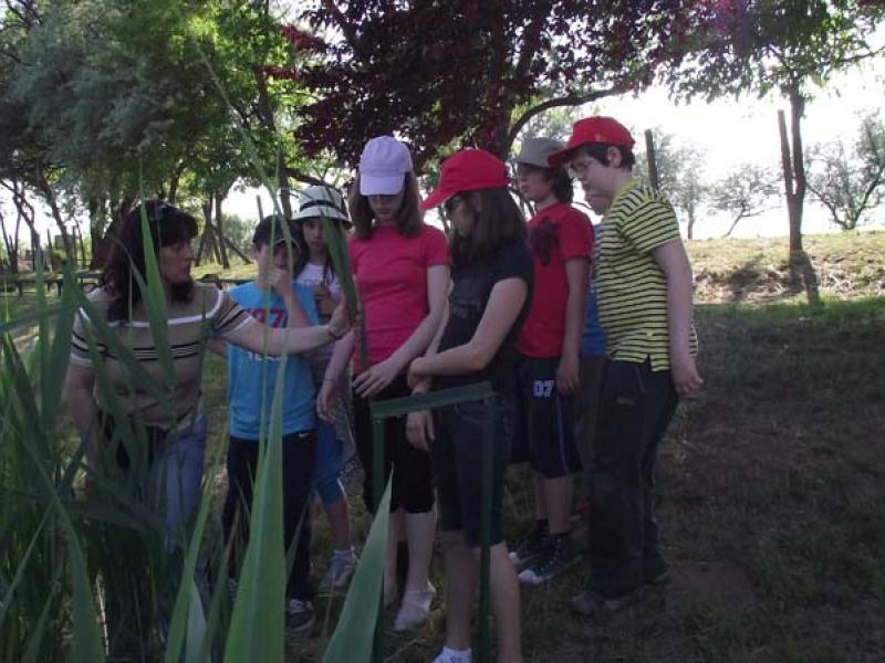 Erdei iskolás képek