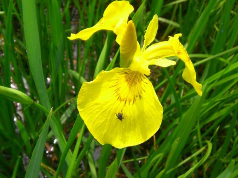 Sárga mocsári nőszirom.